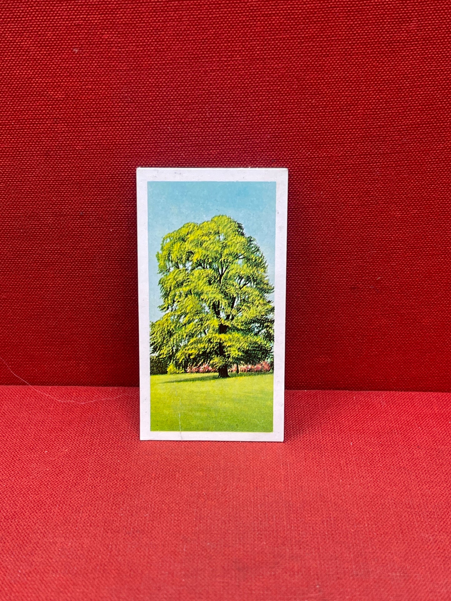 Brooke Bond Tea Collectors Cards Trees In Britain 1966
