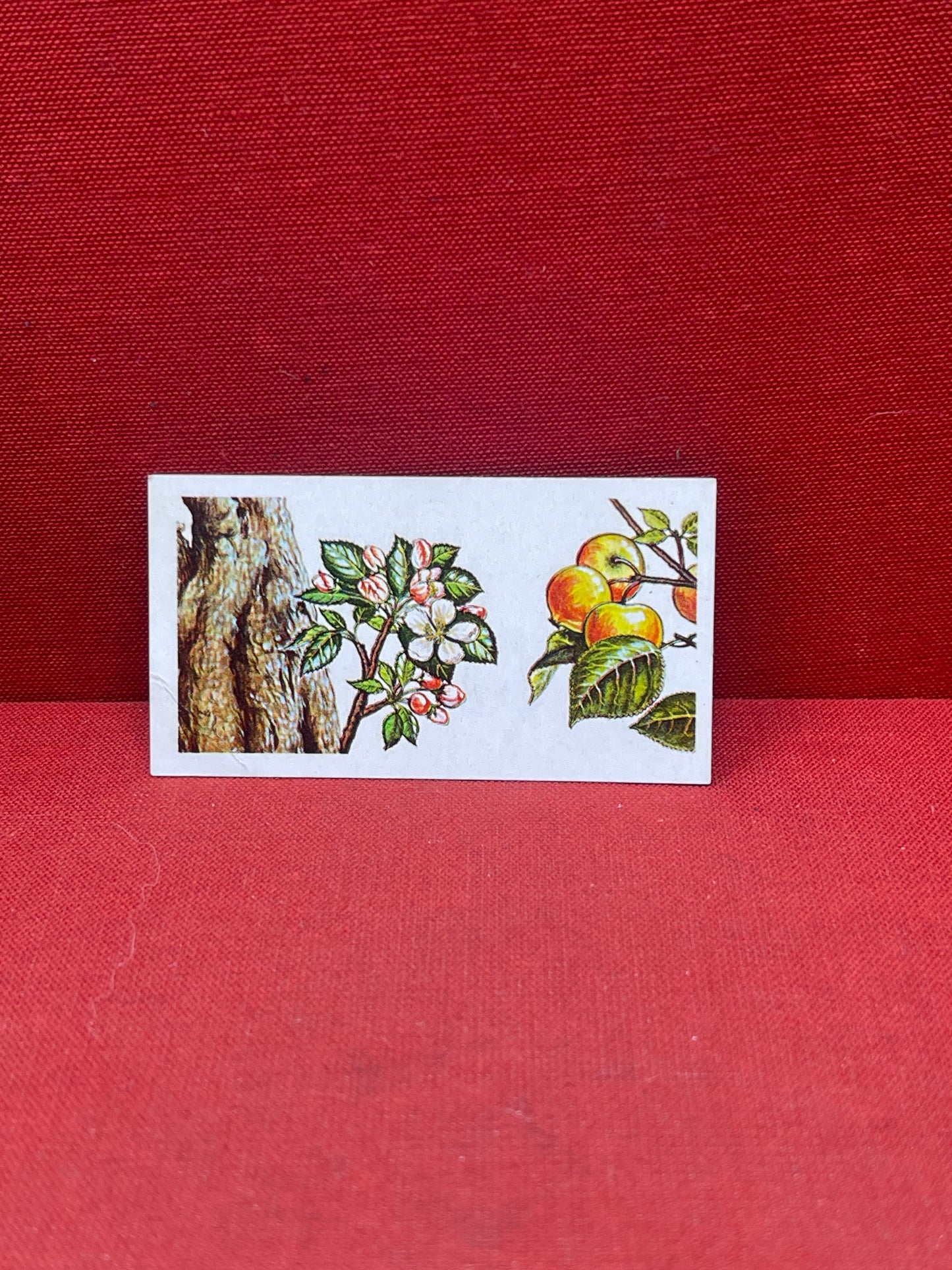 Brooke Bond Tea Collectors Cards Trees In Britain