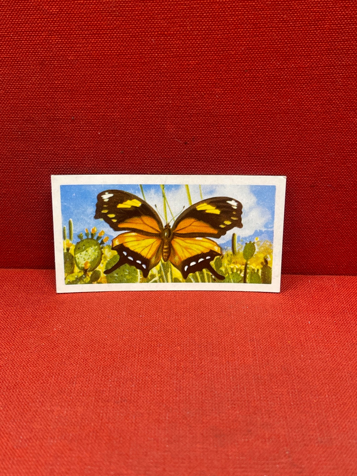 Brooke Bond Tea Butterflies of the World Trading Cards 1964