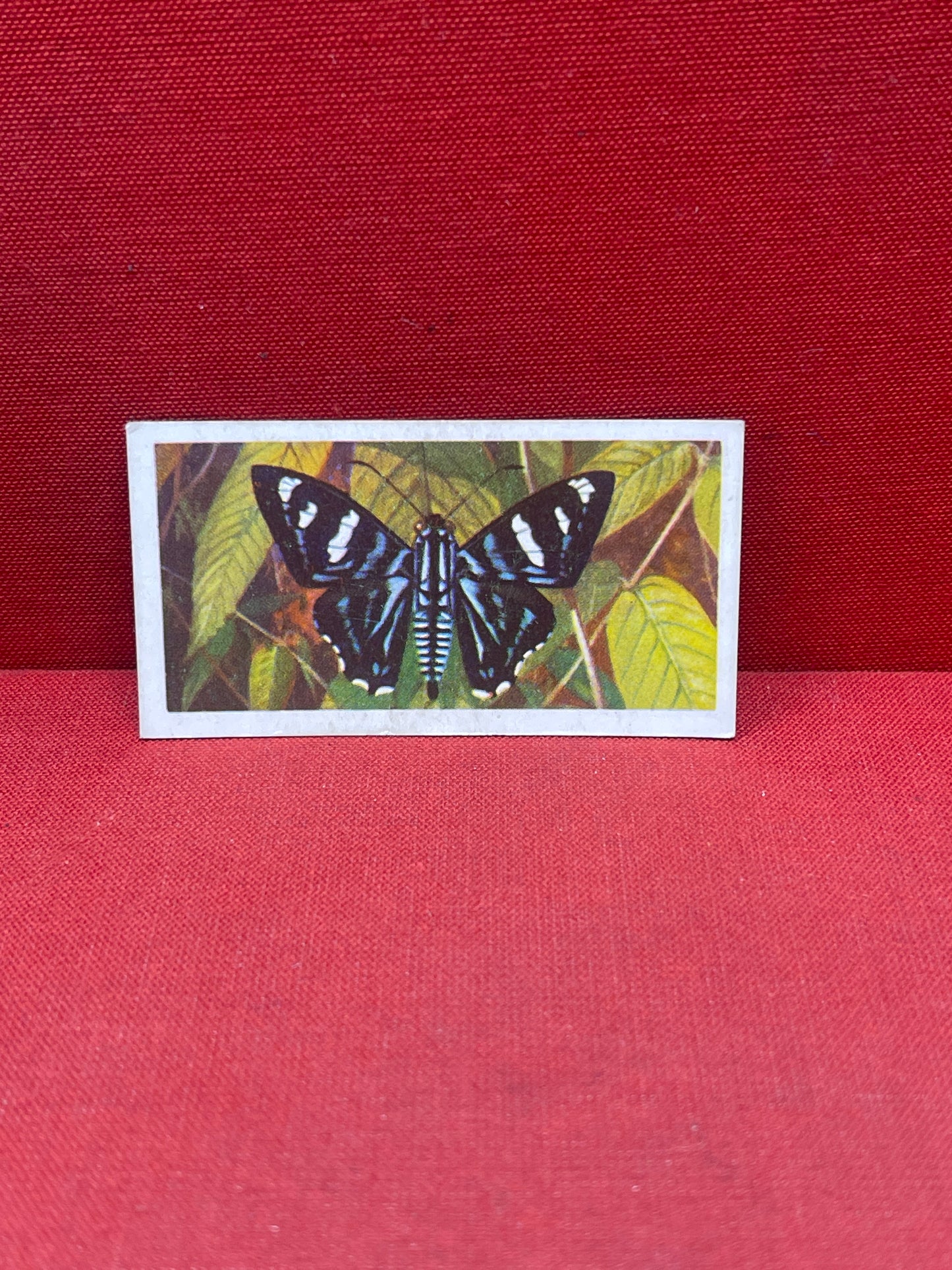 Brooke Bond Tea Butterflies of the World Trading Cards 1964