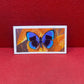 Brooke Bond Tea Butterflies of the World Trading Cards 1964