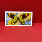 Brooke Bond Tea Butterflies of the World Trading Cards 1964