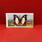 Brooke Bond Tea Butterflies of the World Trading Cards 1964