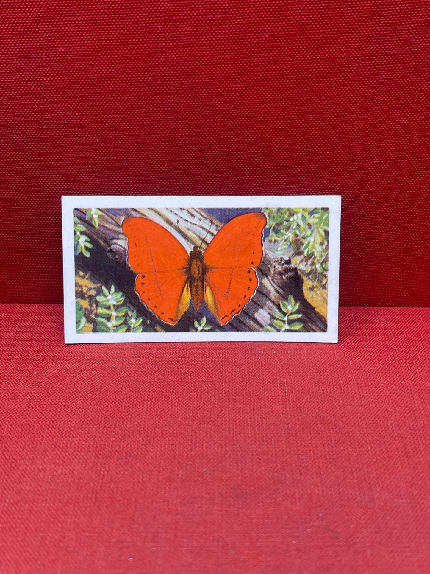 Brooke Bond Tea Butterflies of the World Trading Cards 1964