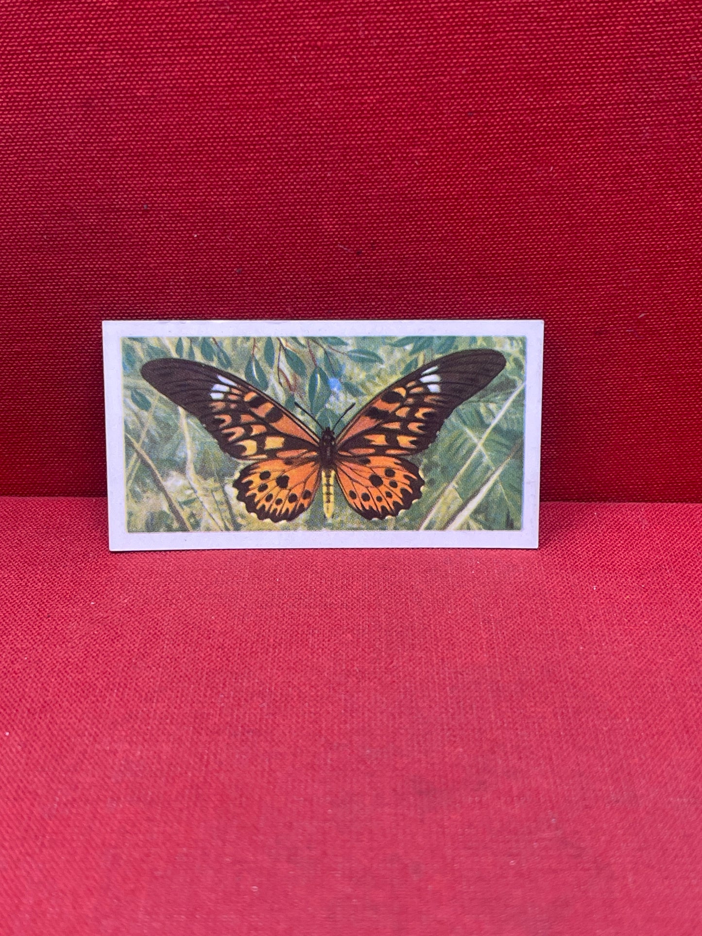 Brooke Bond Tea Butterflies of the World Trading Cards 1964