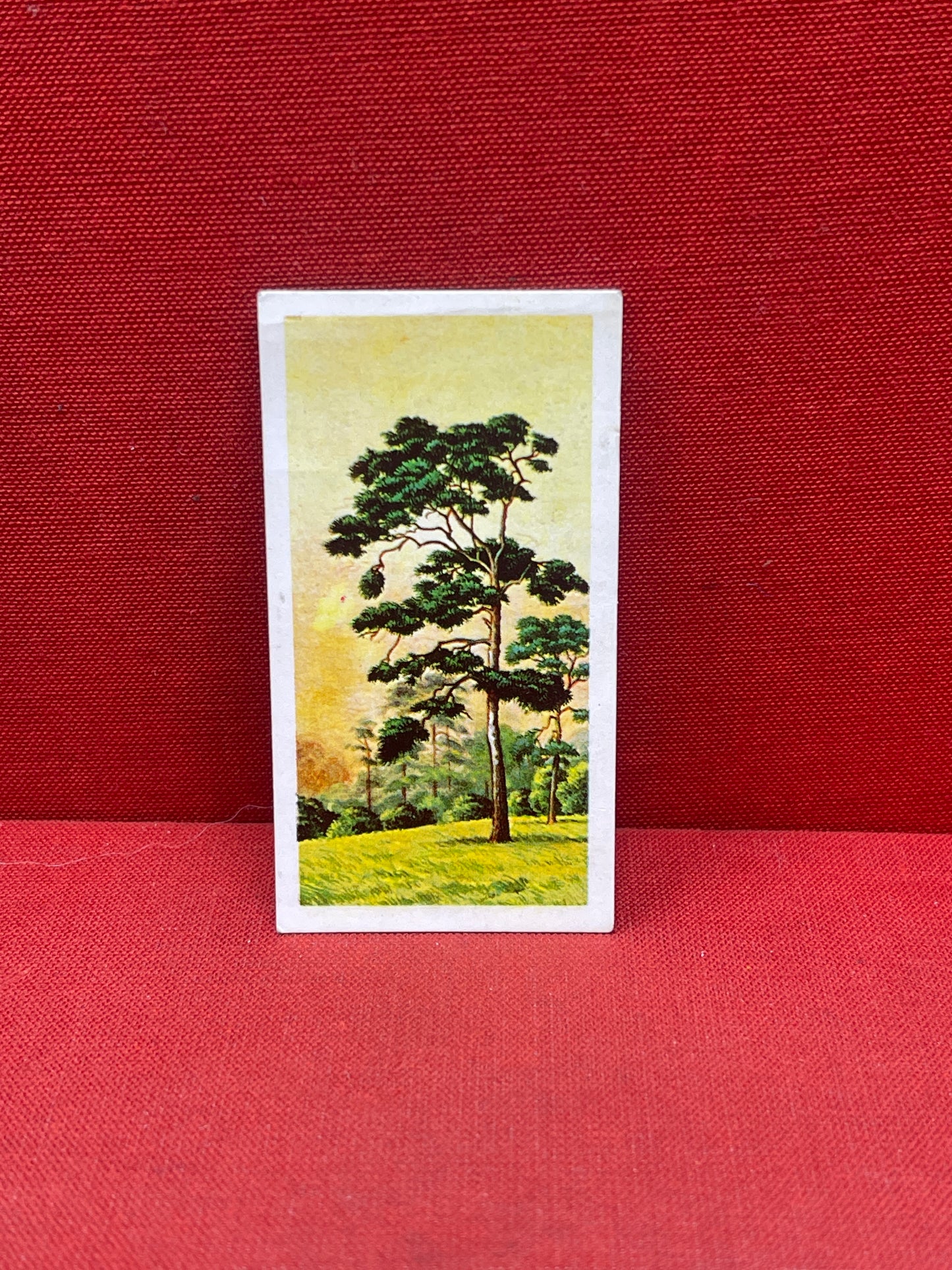 Brooke Bond Tea Collectors Cards Trees In Britain 1966