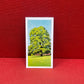 Brooke Bond Tea Collectors Cards Trees In Britain 1966