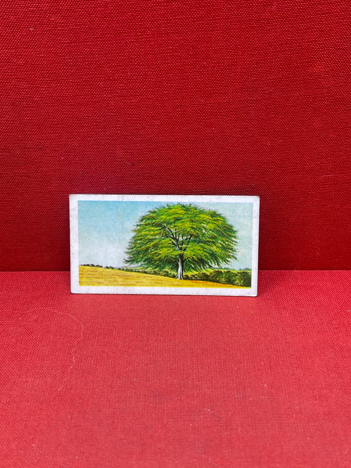 Brooke Bond Tea Collectors Cards Trees In Britain 1966