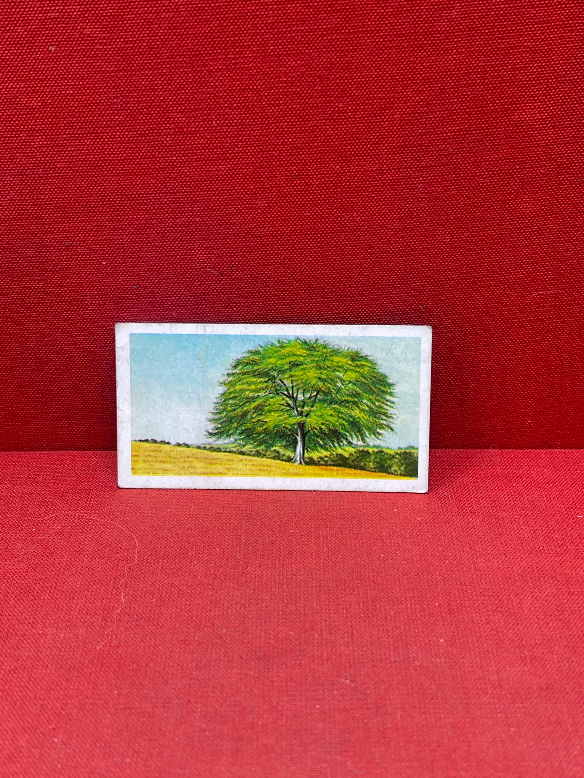 Brooke Bond Tea Collectors Cards Trees In Britain