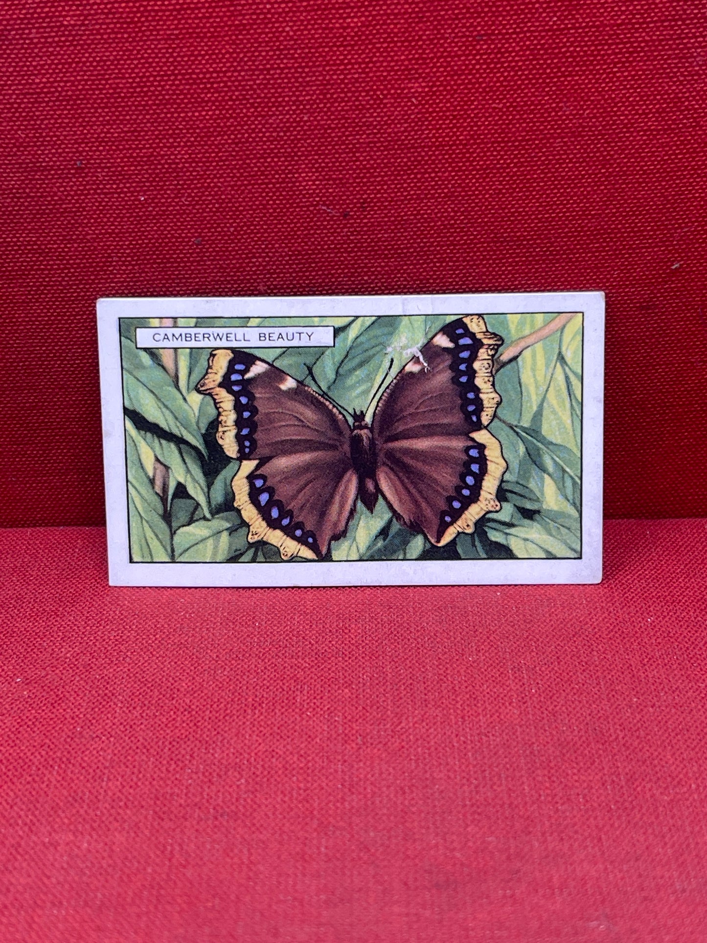 Gallaher Ltd Butterflies and Moths Cigarette Cards 1938