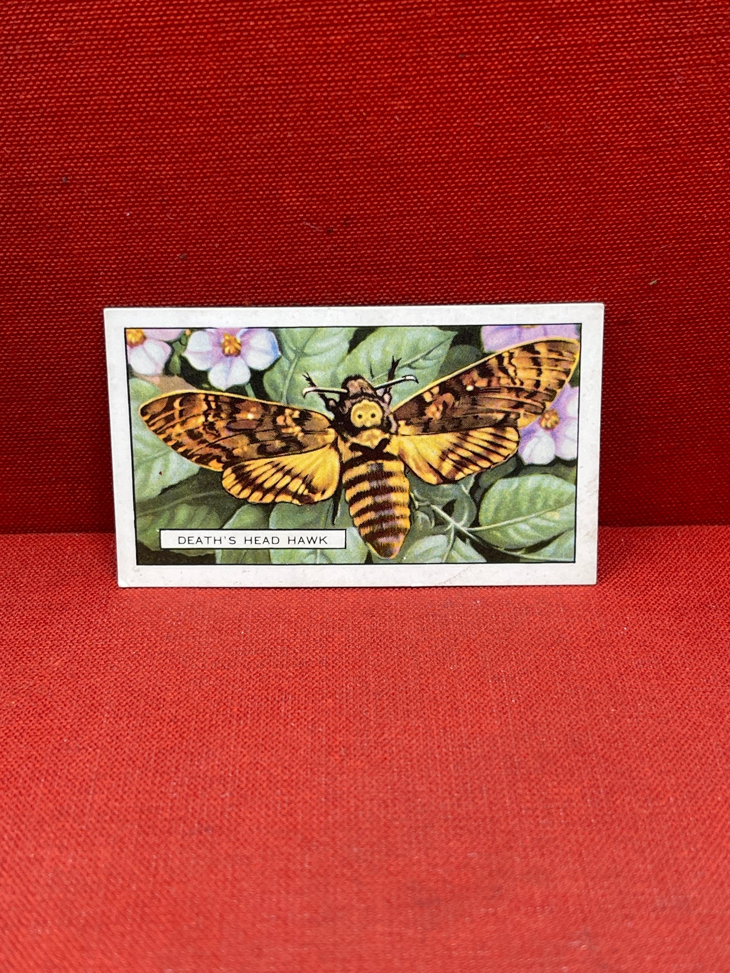 Gallaher Ltd Butterflies and Moths Cigarette Cards 1938