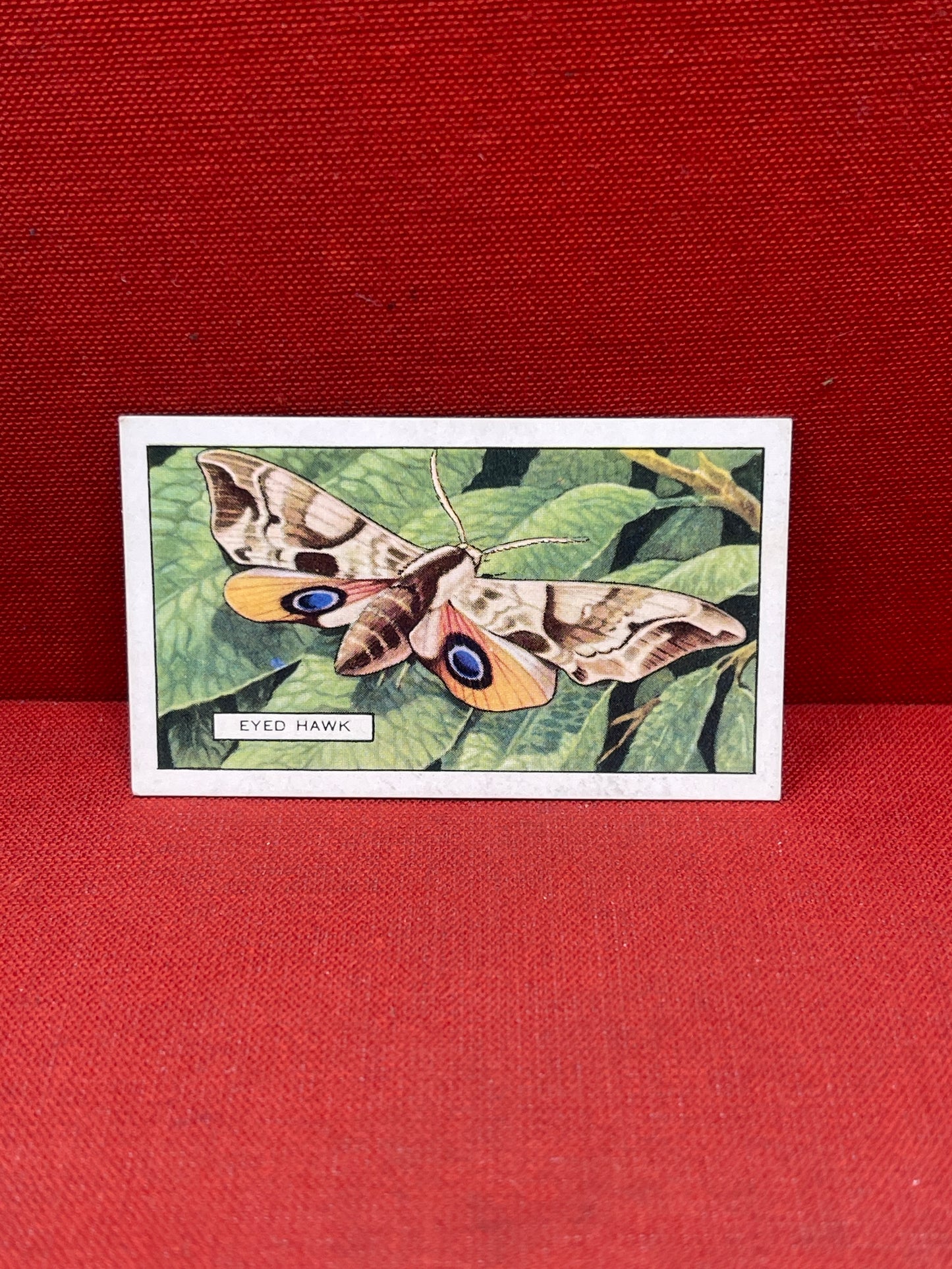 Gallaher Ltd Butterflies and Moths Cigarette Cards 1938