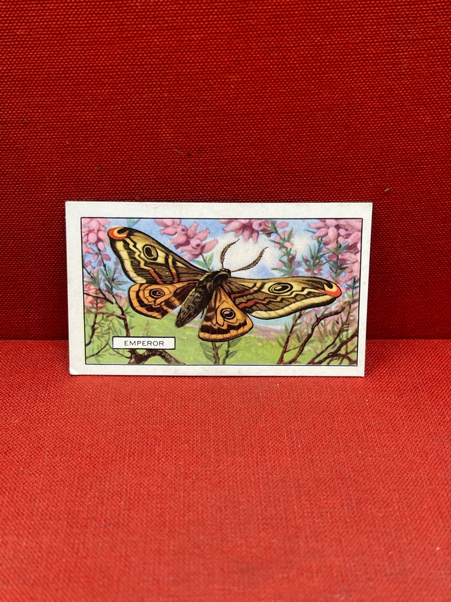 Gallaher Ltd Butterflies and Moths Cigarette Cards 1938