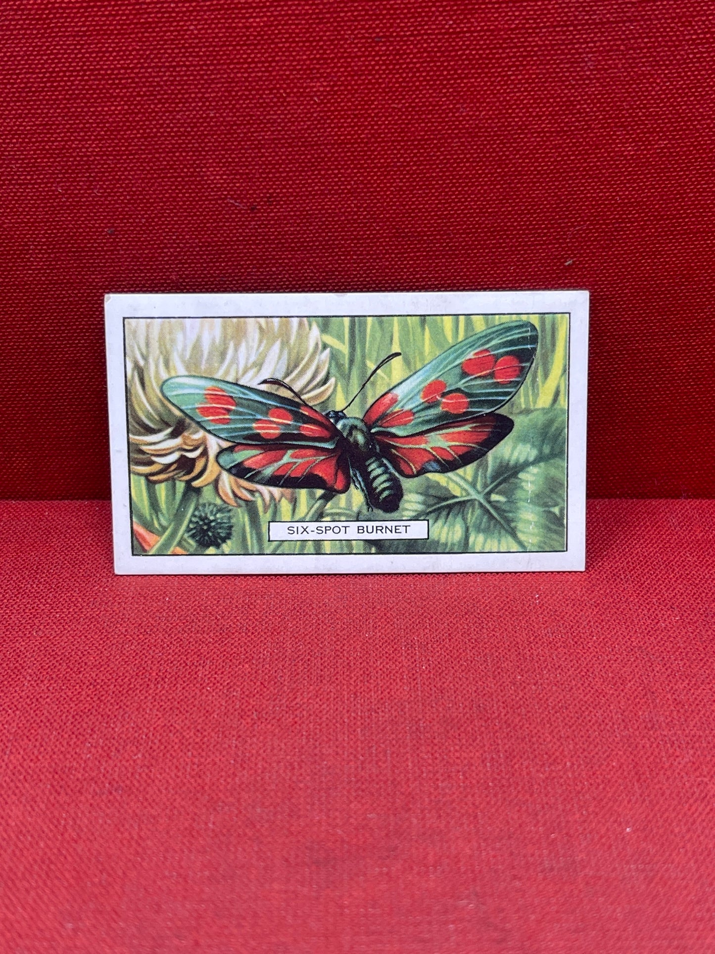 Gallaher Ltd Butterflies and Moths Cigarette Cards 1938