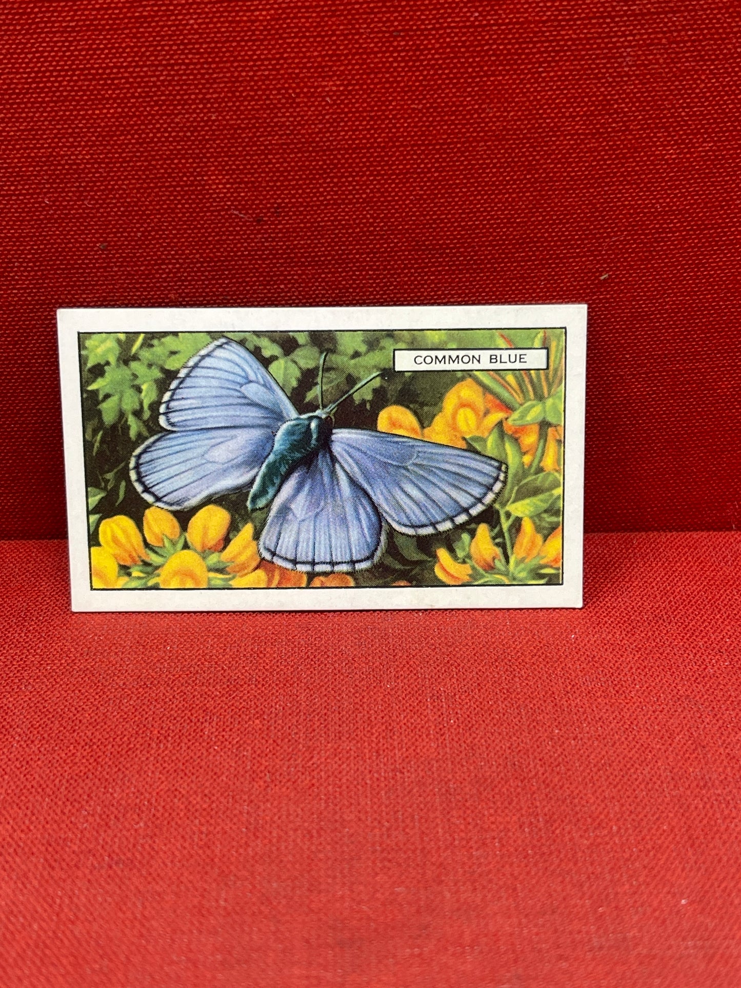 Gallaher Ltd Butterflies and Moths Cigarette Cards 1938