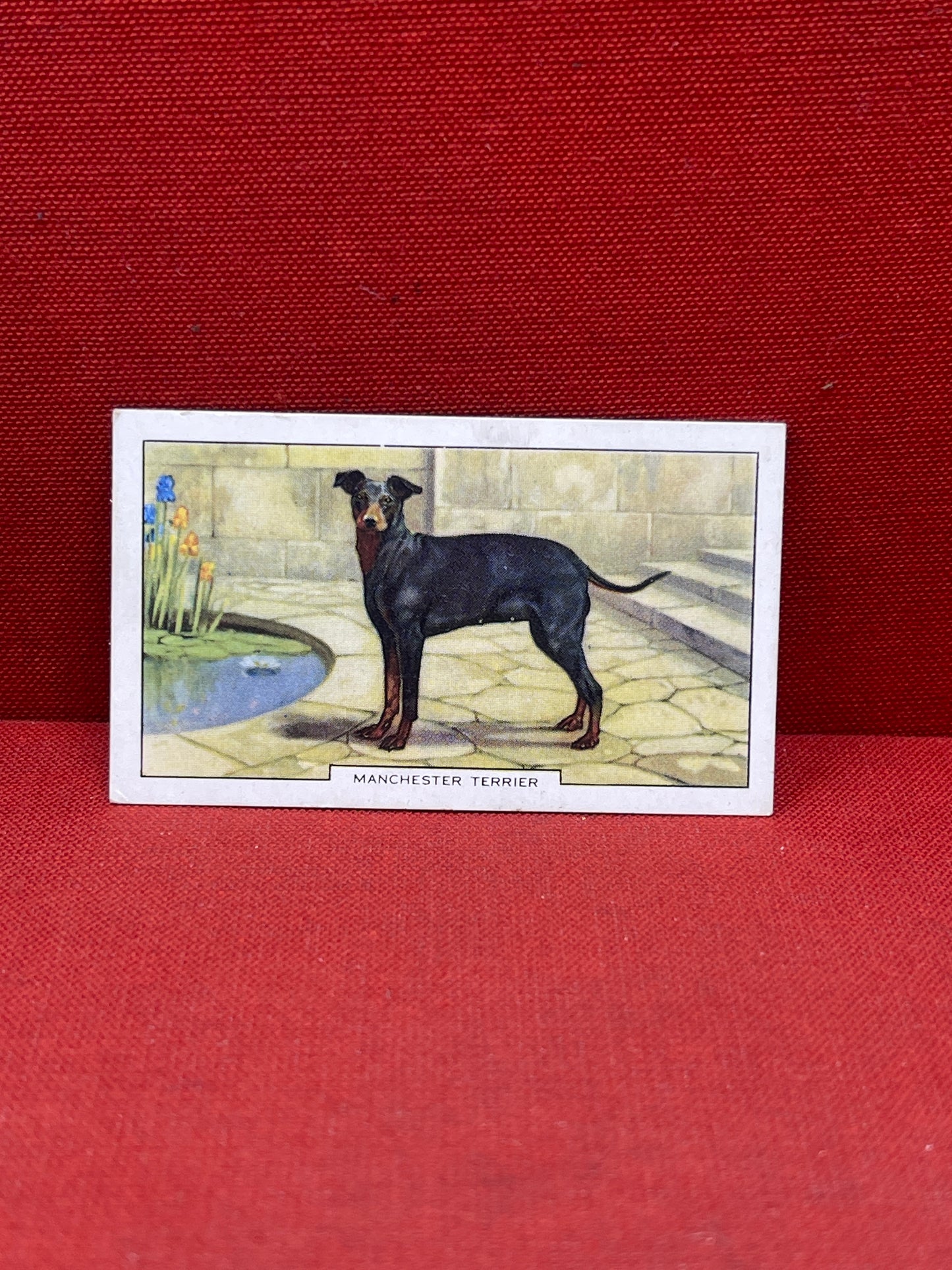 Gallaher Ltd Dogs 2nd Series Cigarette Cards 1938