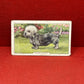 Gallaher Ltd Dogs 2nd Series Cigarette Cards 1938