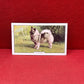 Gallaher Ltd Dogs 2nd Series Cigarette Cards 1938