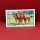 Gallaher Ltd Racing Scenes Series 48  Cigarette Cards 1938