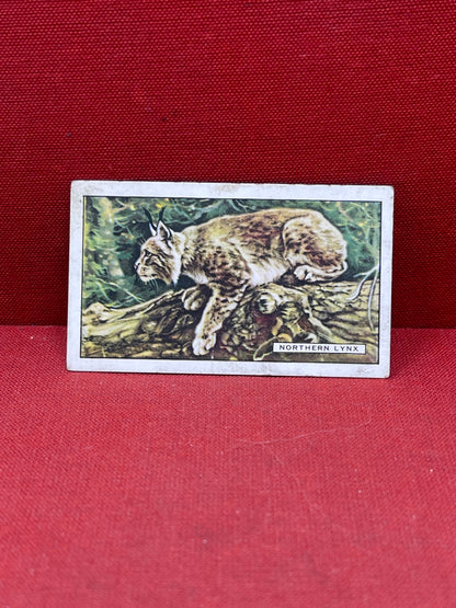 Gallaher `Ltd Cigarette Cards Wild Animals 1937