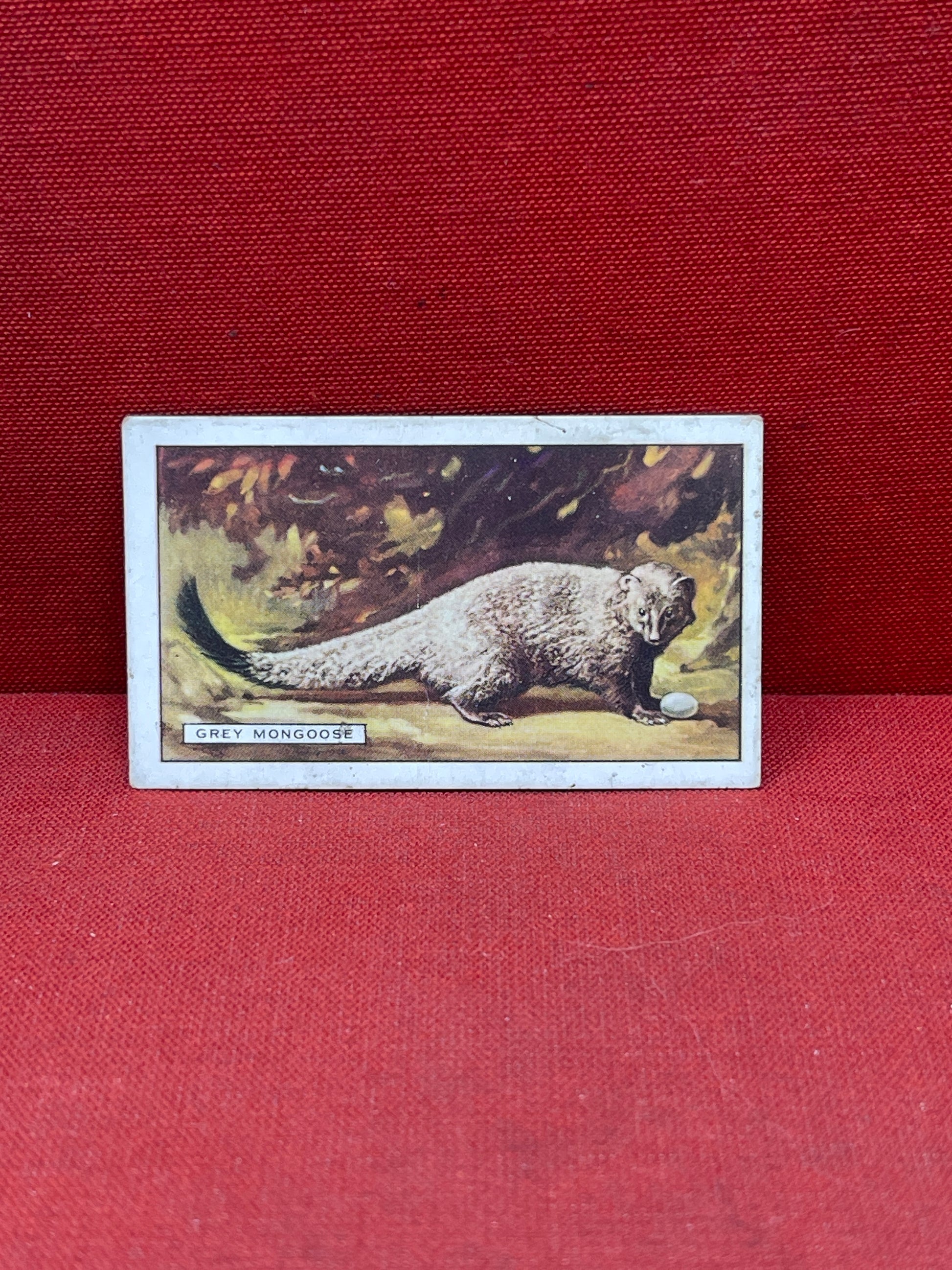 Gallaher `Ltd Cigarette Cards Wild Animals