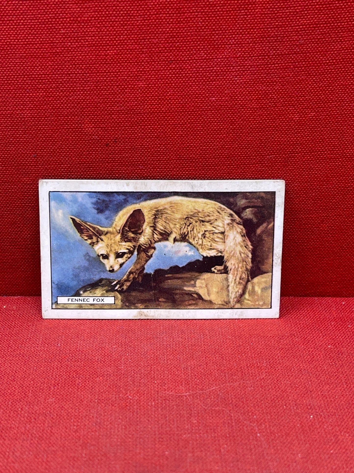 Gallaher `Ltd Cigarette Cards Wild Animals