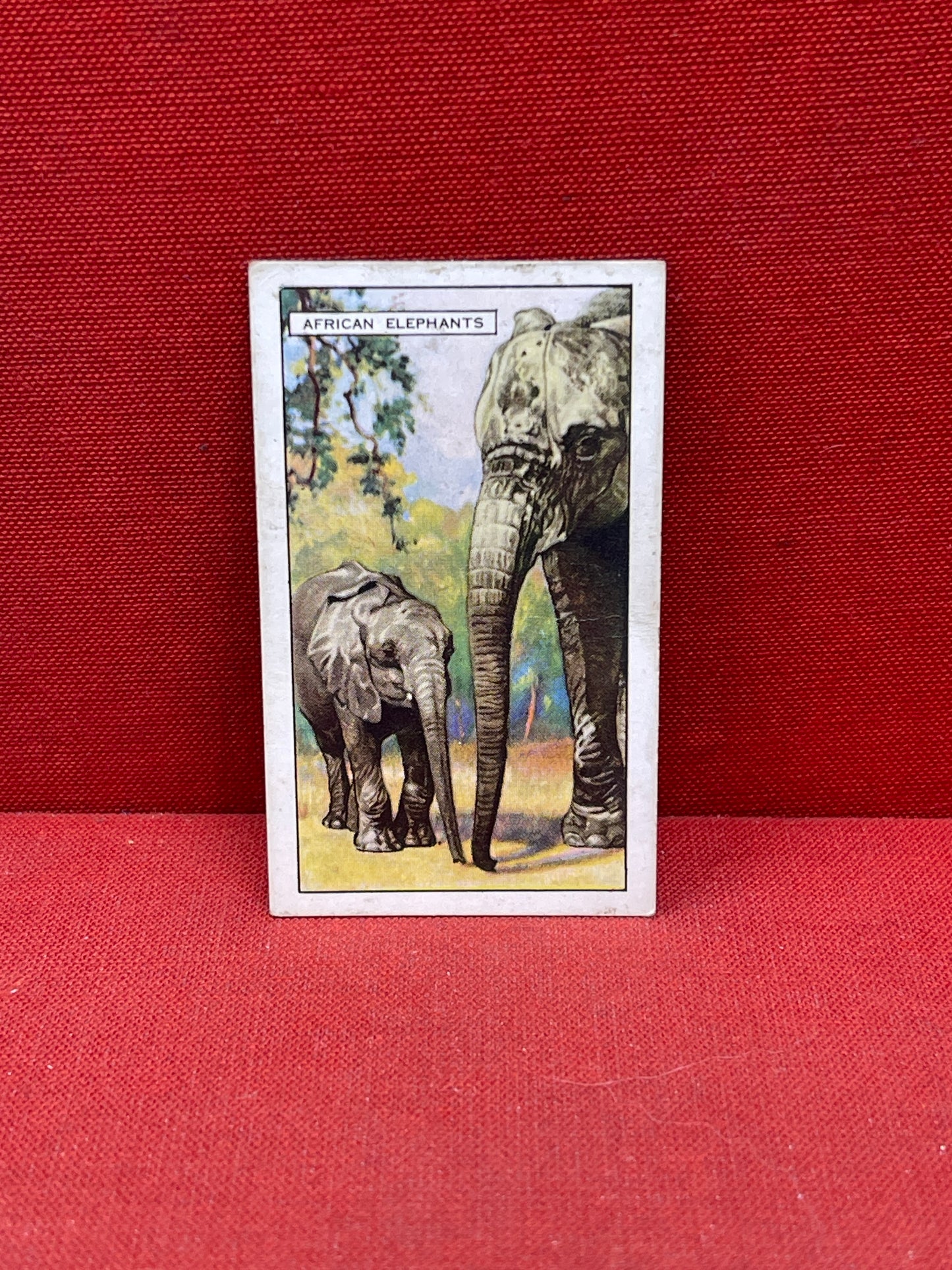 Gallaher `Ltd Cigarette Cards Wild Animals 1937