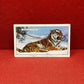 Gallaher `Ltd Cigarette Cards Wild Animals