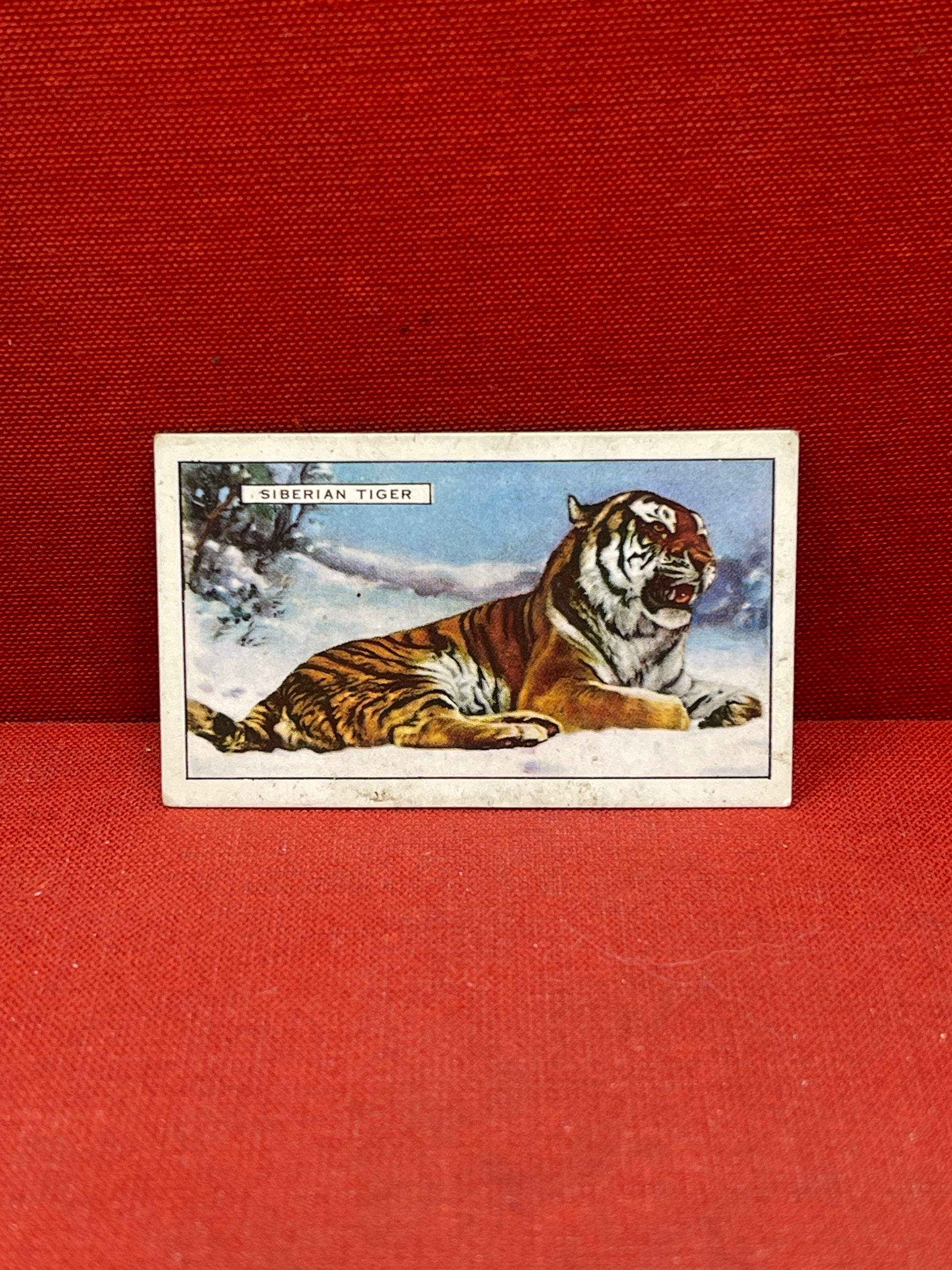 Gallaher `Ltd Cigarette Cards Wild Animals