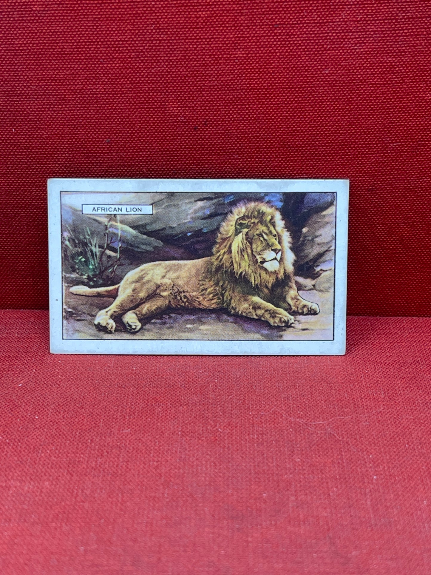 Gallaher `Ltd Cigarette Cards Wild Animals