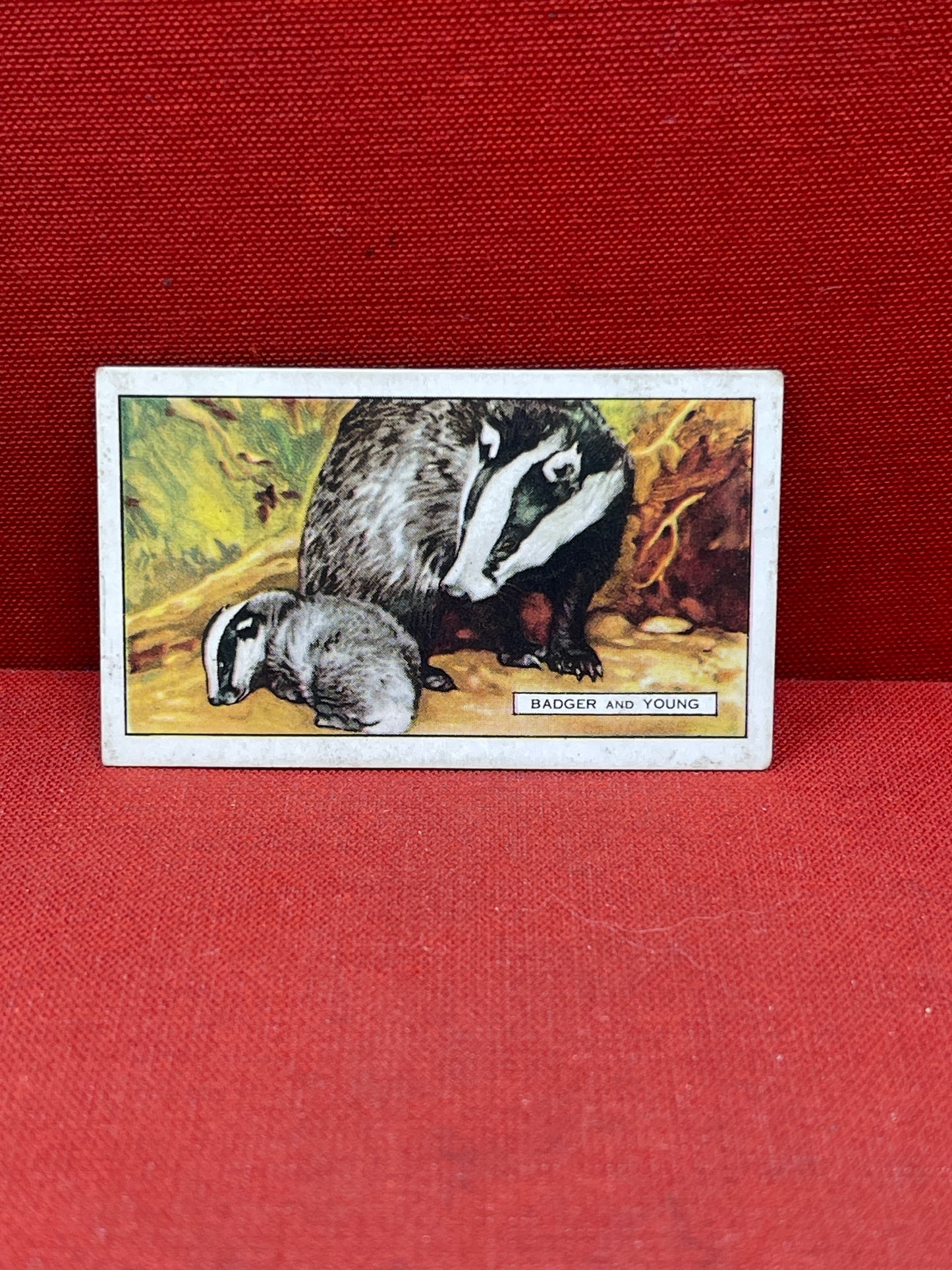 Gallaher `Ltd Cigarette Cards Wild Animals