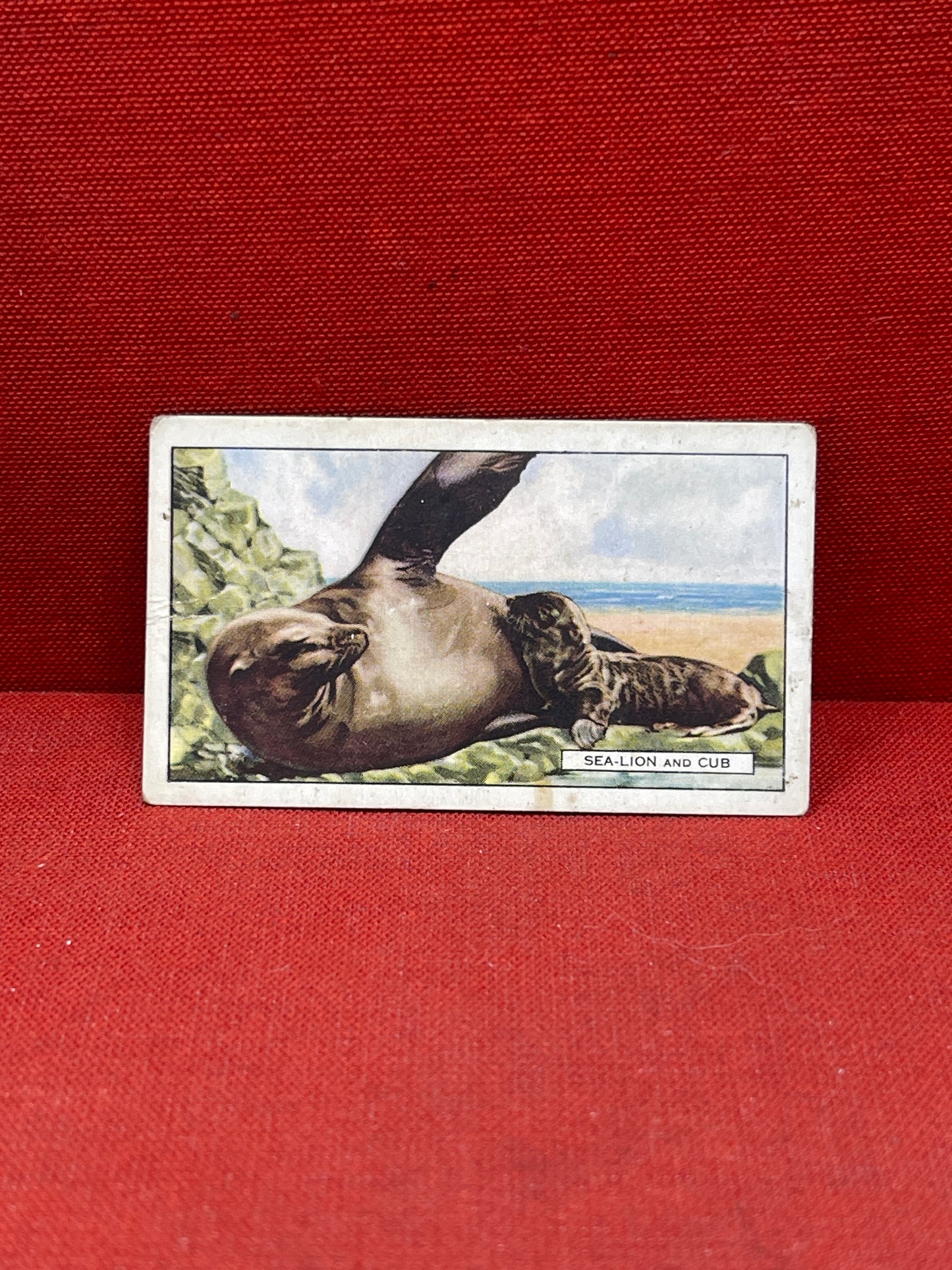 Gallaher `Ltd Cigarette Cards Wild Animals 1937