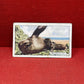 Gallaher `Ltd Cigarette Cards Wild Animals