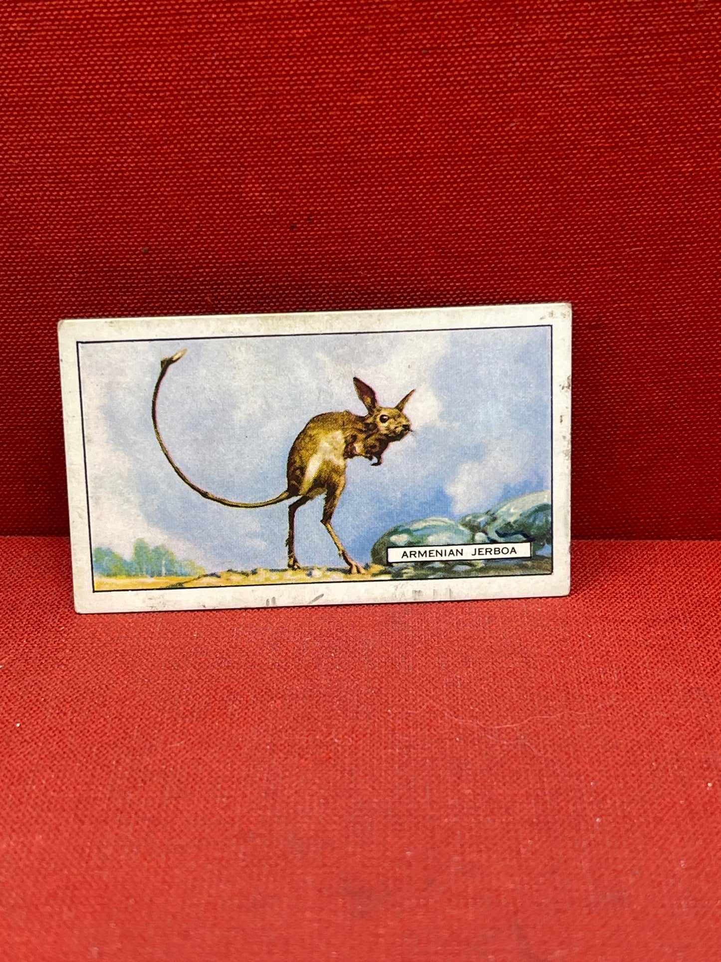 Gallaher `Ltd Cigarette Cards Wild Animals 1937