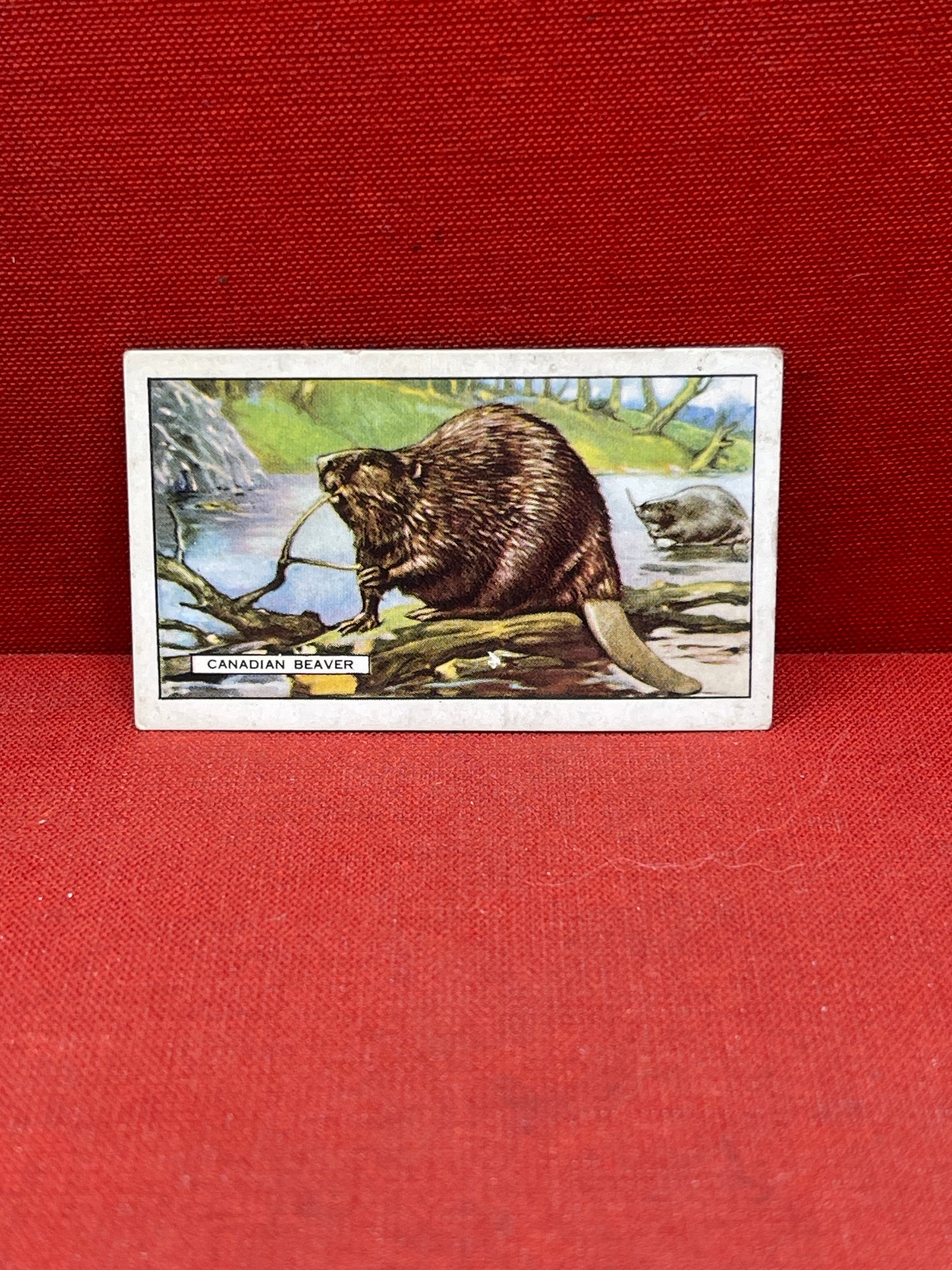 Gallaher `Ltd Cigarette Cards Wild Animals