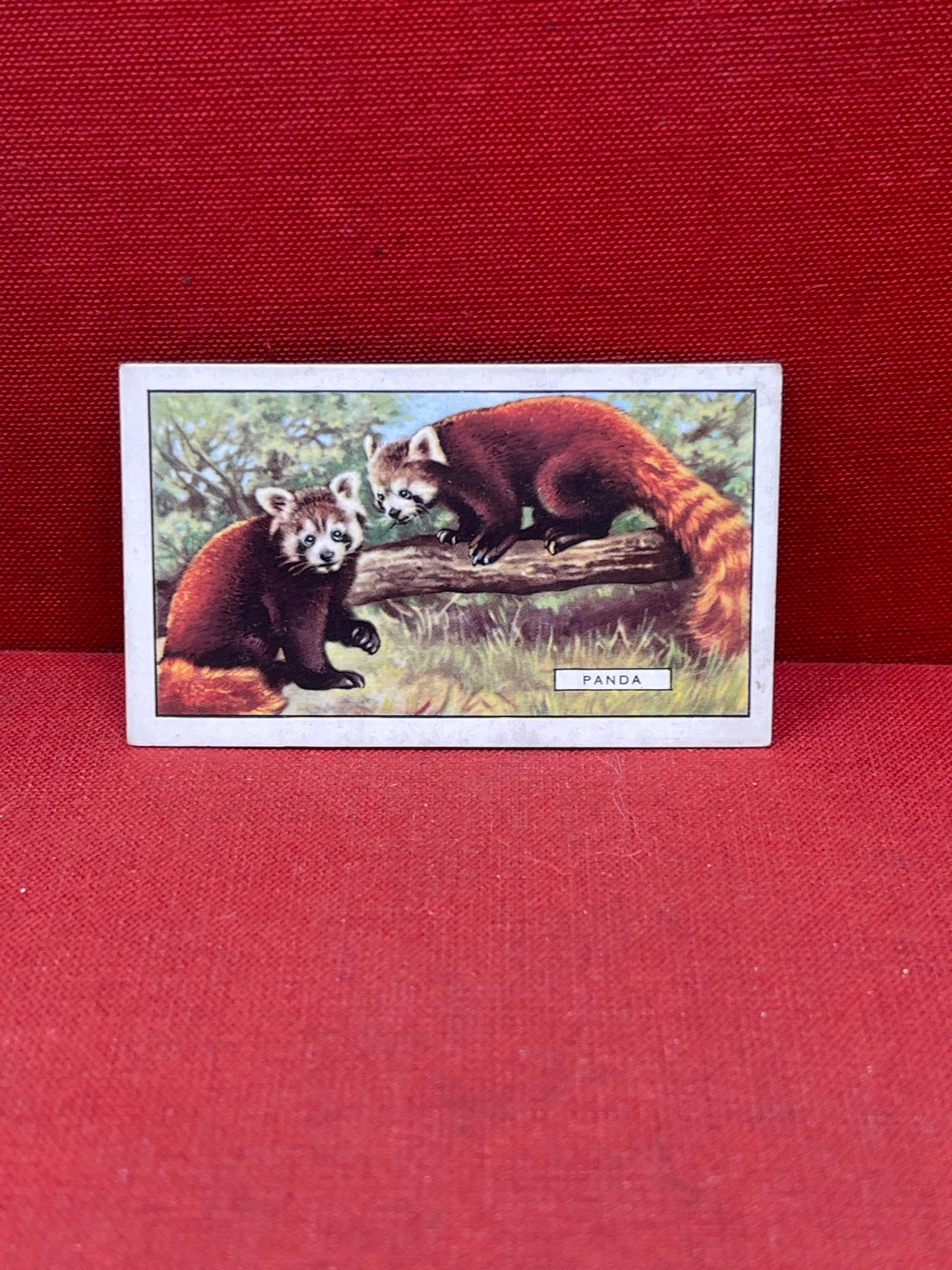 Gallaher `Ltd Cigarette Cards Wild Animals 1937