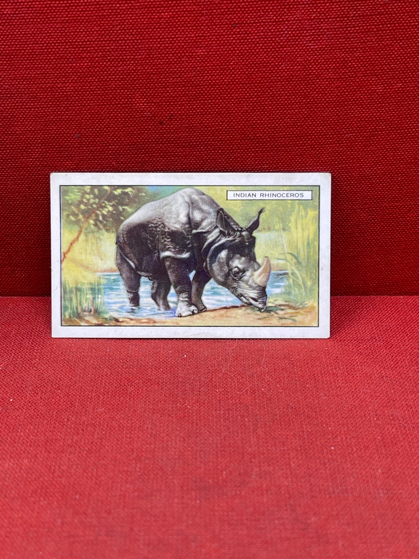 Gallaher `Ltd Cigarette Cards Wild Animals