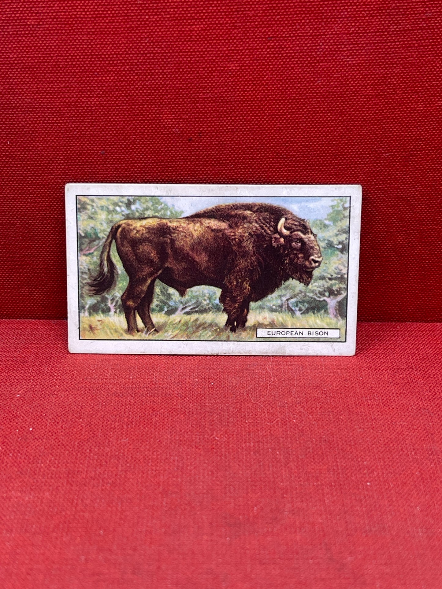 Gallaher `Ltd Cigarette Cards Wild Animals 1937