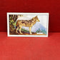 Gallaher `Ltd Cigarette Cards Wild Animals