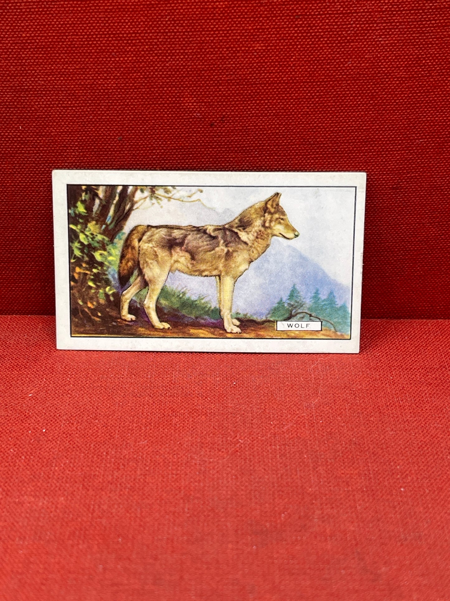 Gallaher `Ltd Cigarette Cards Wild Animals 1937