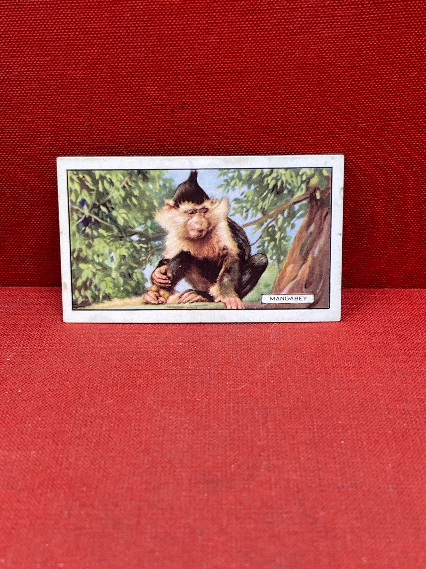 Gallaher `Ltd Cigarette Cards Wild Animals