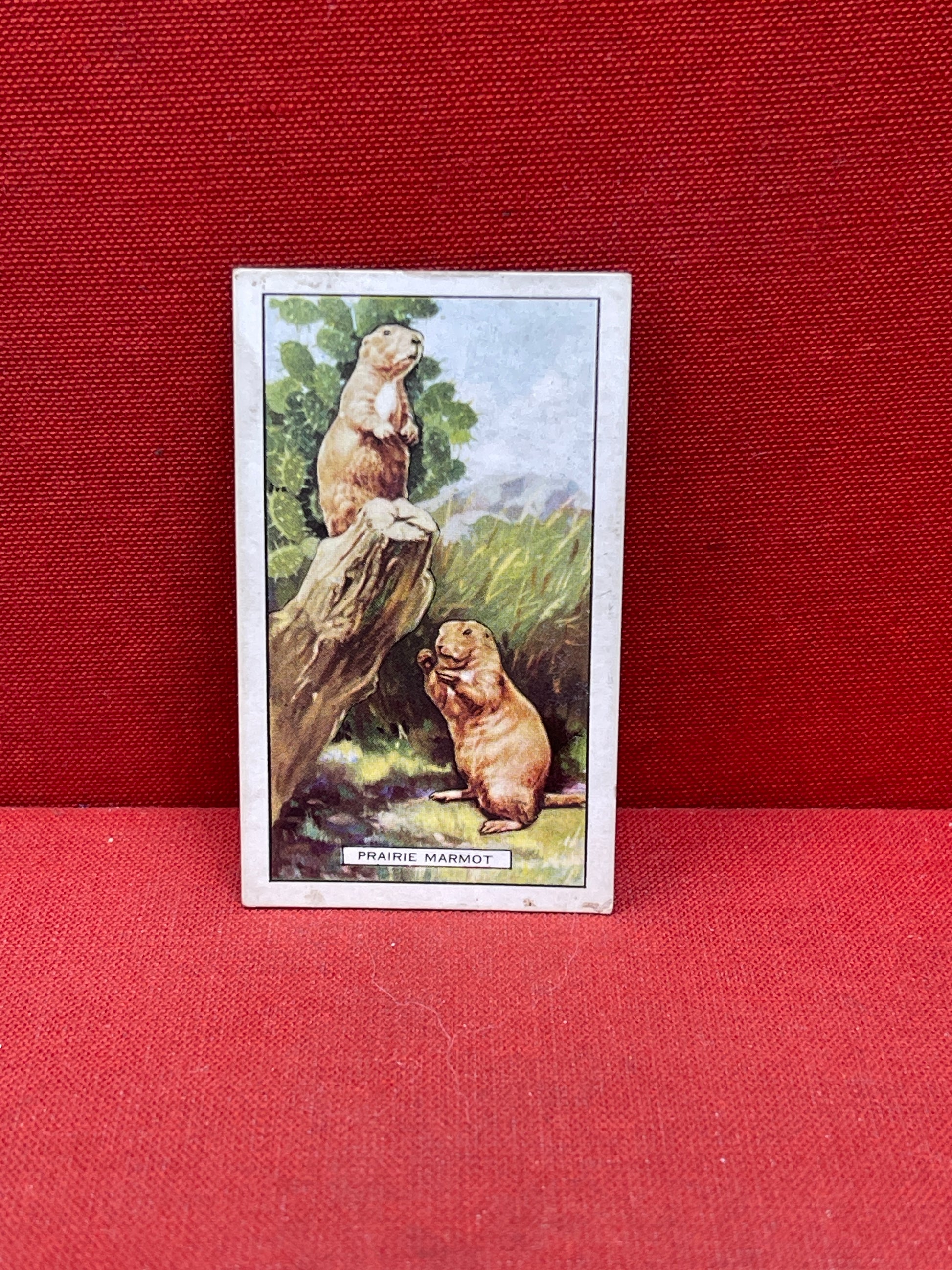 Gallaher `Ltd Cigarette Cards Wild Animals