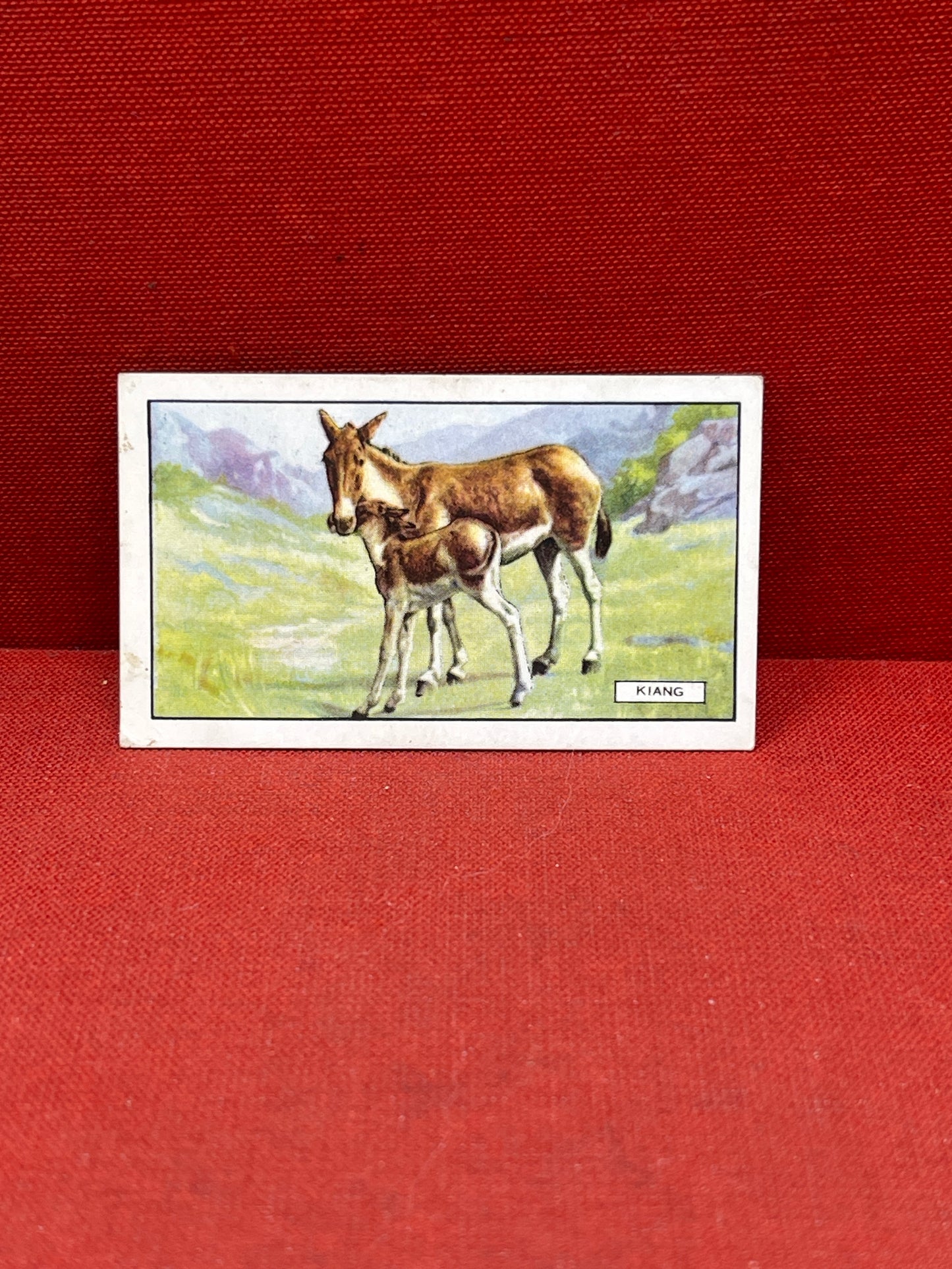 Gallaher `Ltd Cigarette Cards Wild Animals