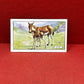 Gallaher `Ltd Cigarette Cards Wild Animals 1937