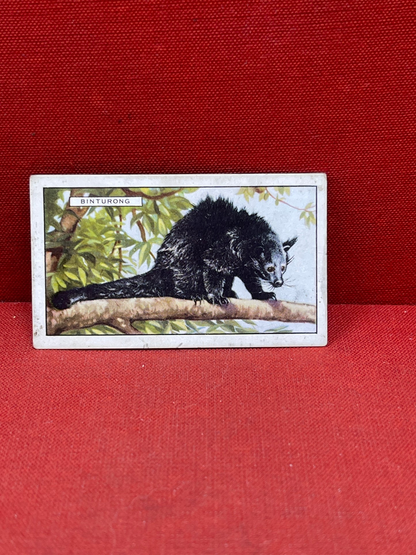 Gallaher `Ltd Cigarette Cards Wild Animals 1937