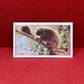 Gallaher `Ltd Cigarette Cards Wild Animals