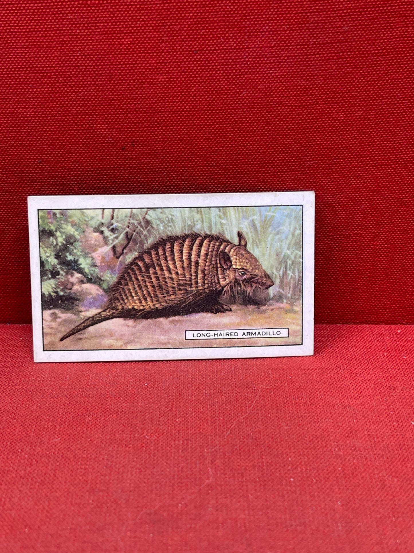 Gallaher `Ltd Cigarette Cards Wild Animals 1937