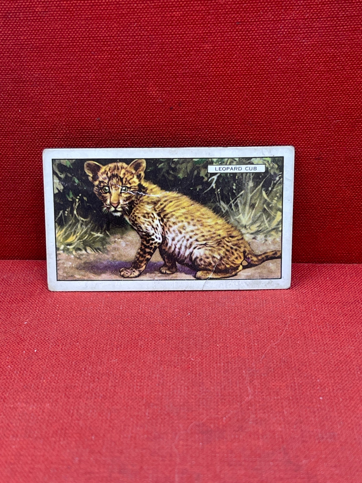 Gallaher `Ltd Cigarette Cards Wild Animals 1937