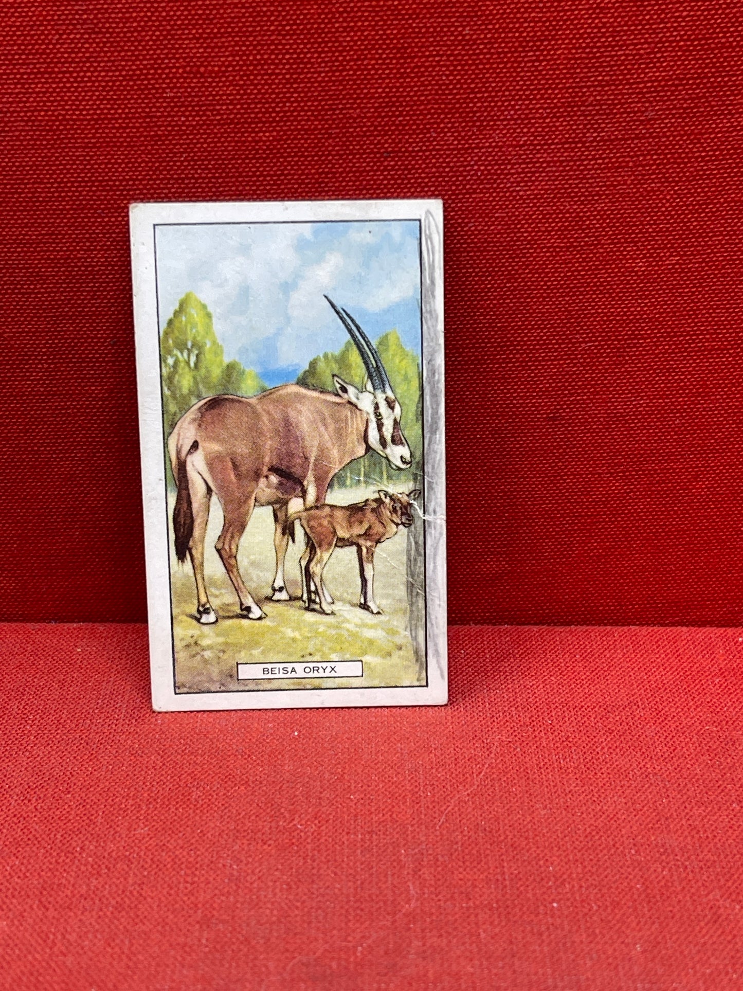 Gallaher `Ltd Cigarette Cards Wild Animals 1937