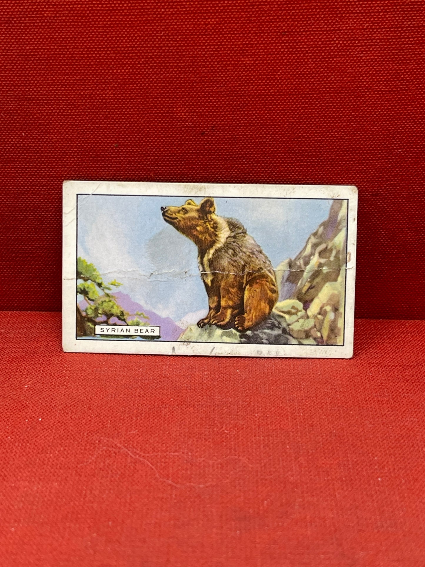 Gallaher `Ltd Cigarette Cards Wild Animals 1937